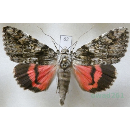 Catocala promissa (Denis & Schiffermüller, 1775) Wstęgówka narzeczona Slovakia 56mm62